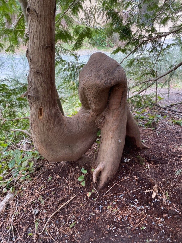 6. Sicuramente molti alberi hanno dei tronchi nodosi, ma avevate mai visto una cosa del genere?