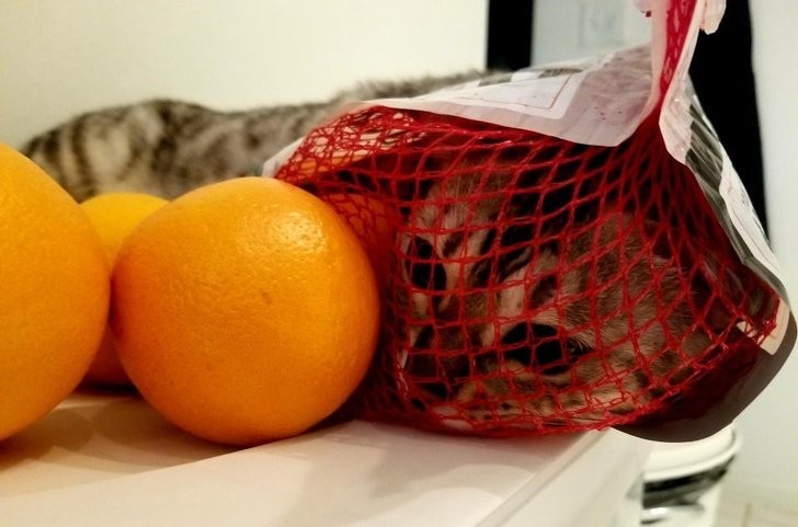 14. Une orange à l'aspect plutôt... féline !