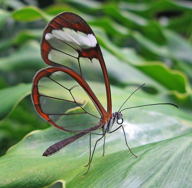 La farfalla di vetro è detta anche "glasswinged" in lingua inglese per il colore traslucido delle sue straordinarie ali
