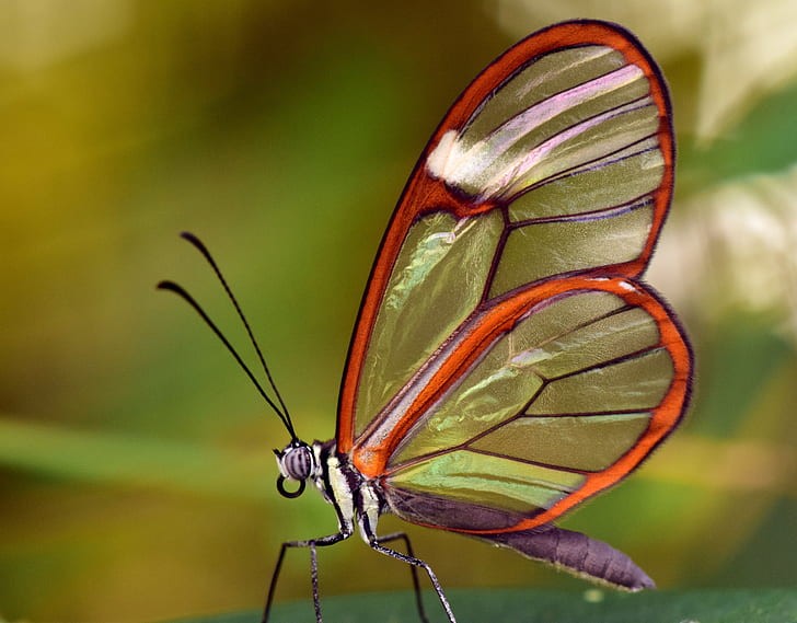 Ses ailes transparentes "comme du verre" rendent ce lépidoptère difficile à attraper pour les oiseaux prédateurs d'Amérique centrale