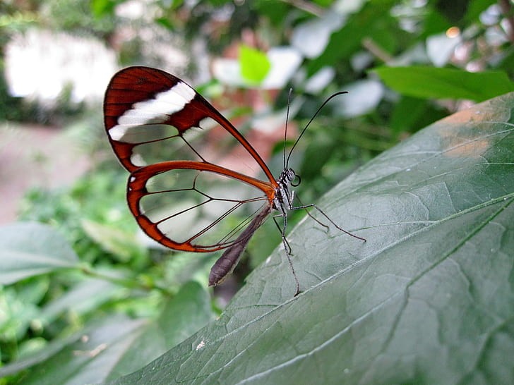Die opaken Ränder seiner Flügel sind dunkelbraun, manchmal mit roten oder orangefarbenen Streifen