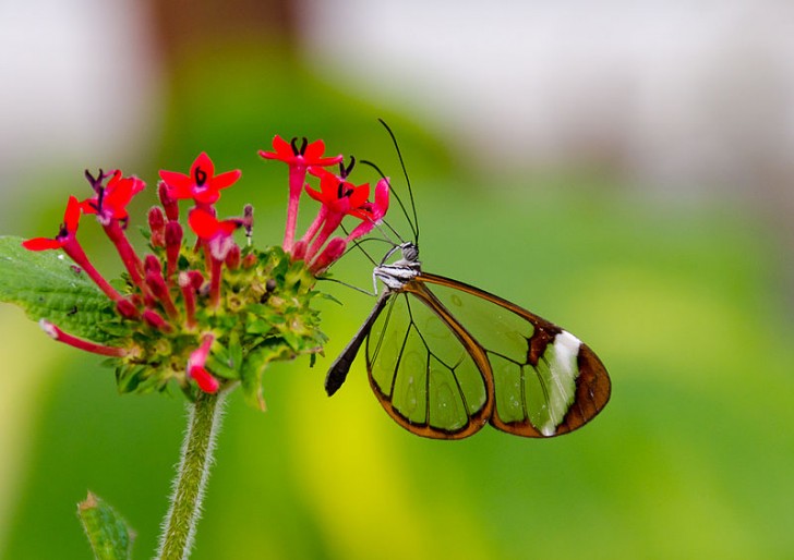 L'envergure des papillons de verre varie de 5,6 à 6,1 centimètres