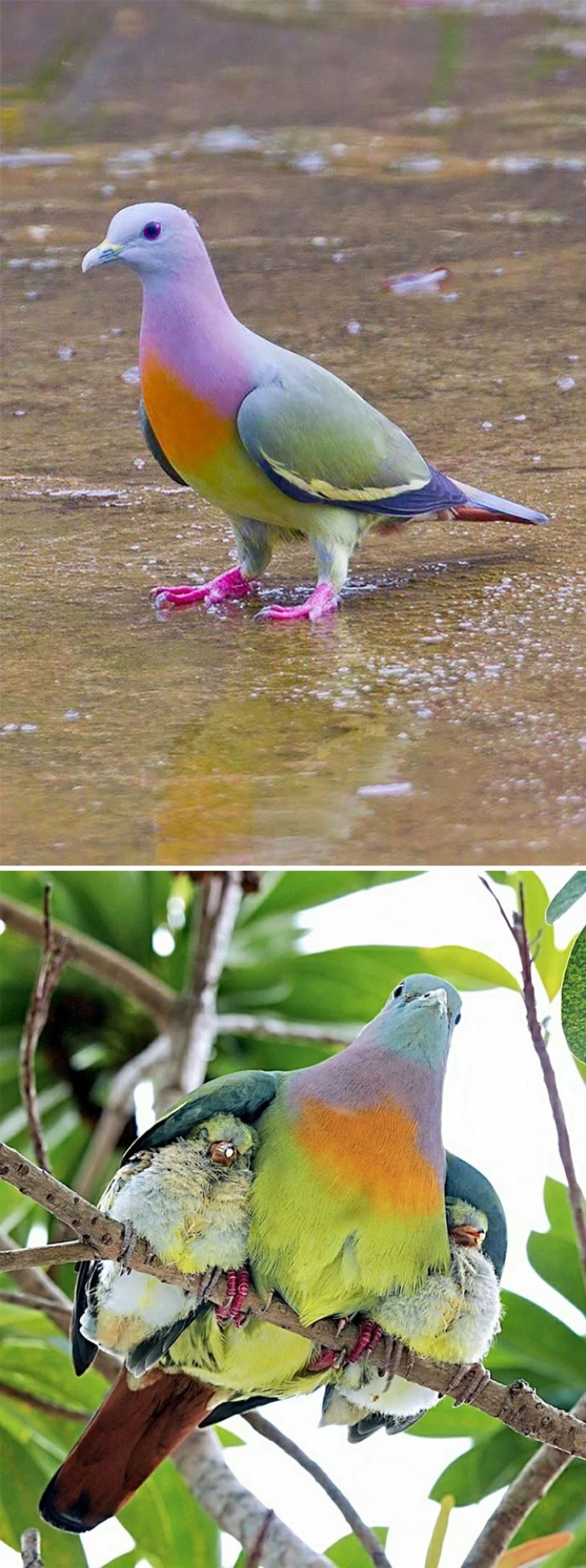1. Il piccione verde collorosa (Treron vernans) è una specie multicolore diffusa nel Sud-est Asiatico e nelle Filippine