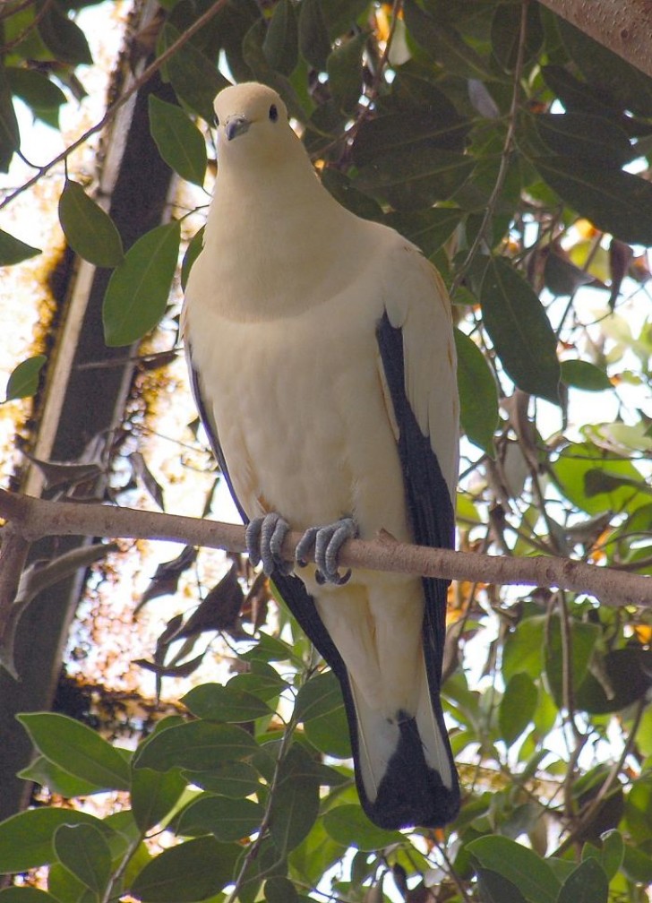 9. Un bellissimo esemplare di piccione imperiale bianconero