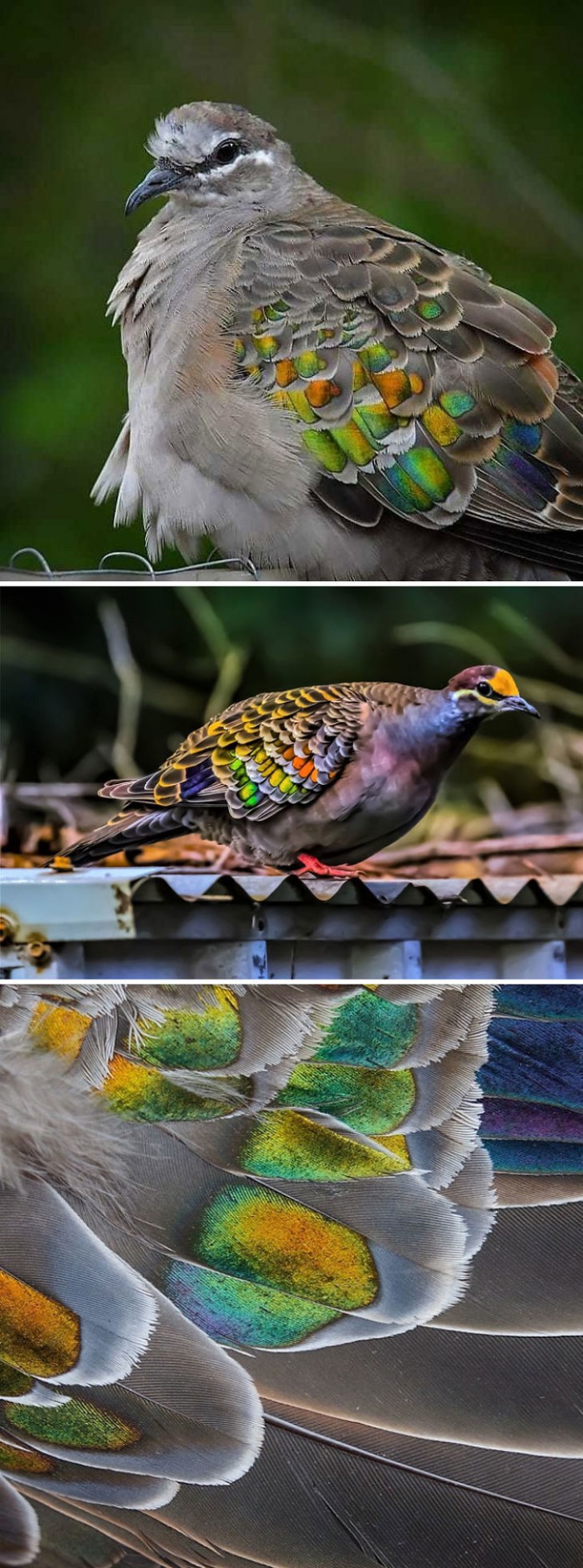 4. La Tortora Elegante ha delle incredibili sfumature iridescenti sulle sue ali che vanno dal color bronzo al verde e al blu