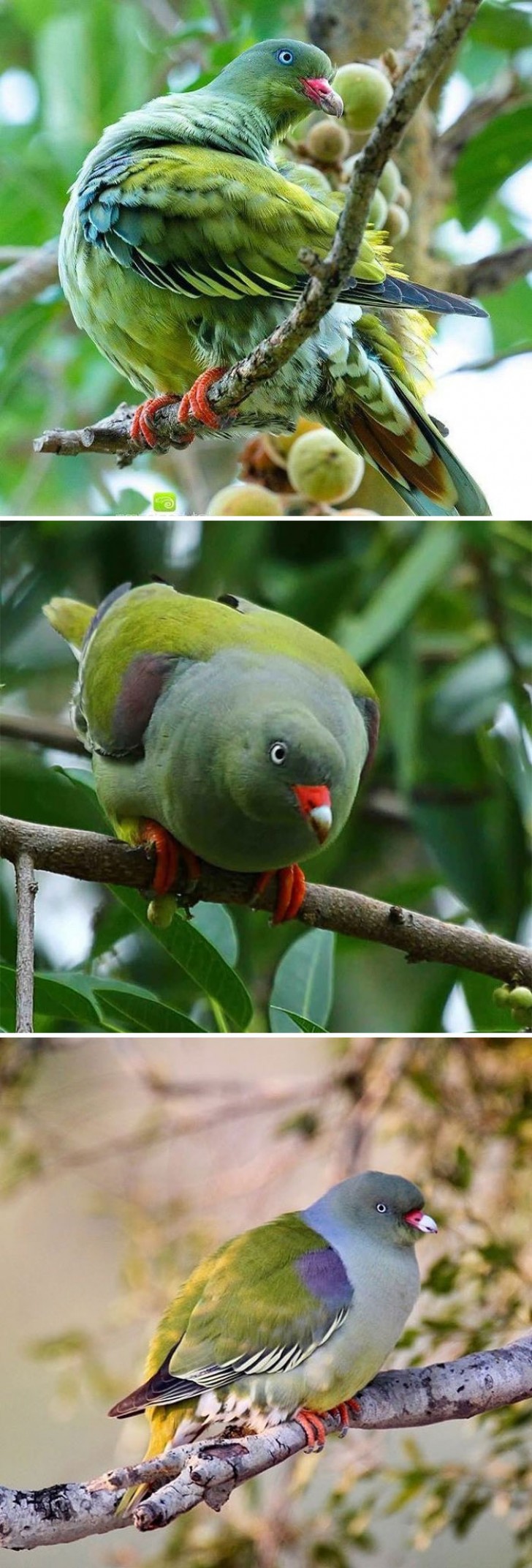 7. Il piccione verde africano (Treron calvus) è presente sul territorio africano ed ha una colorazione molto variegata, ma tendente principalmente al verde