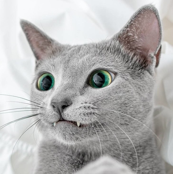 Il gatto vampiro più carino che potrete mai vedere in vita vostra!
