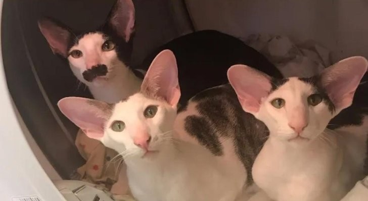 Zijn het eerder de ogen die opvallen aan deze katten of hun oren?