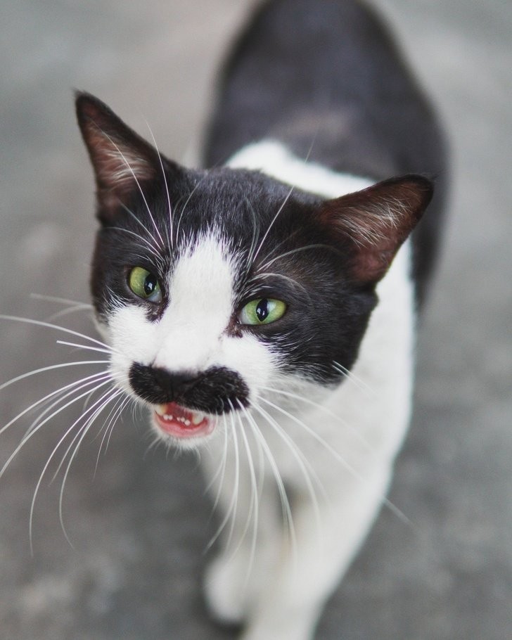 Ce chat avec la "moustache" a l'air un peu en colère !