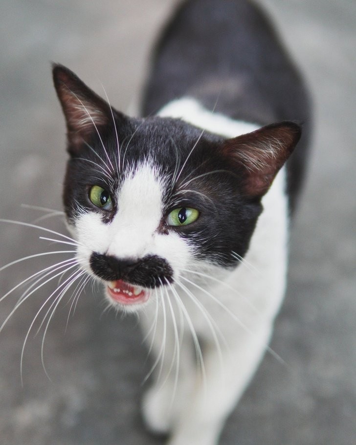 Deze kat met "snor" ziet er erg boos uit!