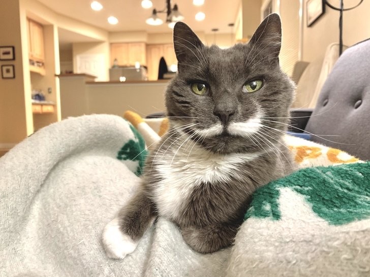 Wenn diese Katze einen Besitzer hätte, wäre es mit Sicherheit Sherlock Holmes!