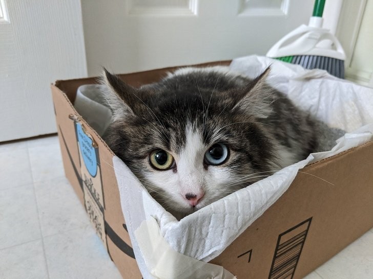 Ce charmant chat présente une hétéroctomie : les pupilles de ses yeux sont de couleurs différentes