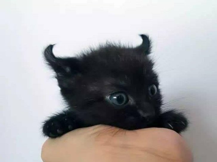 Een zwarte kat met duivelse oren!
