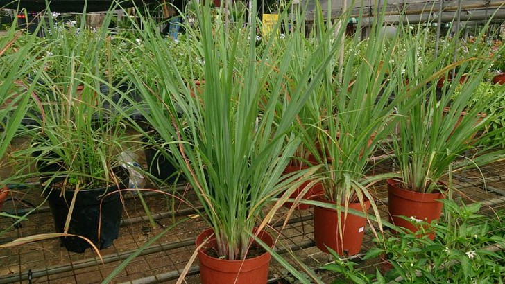 1. Pianta di citronella