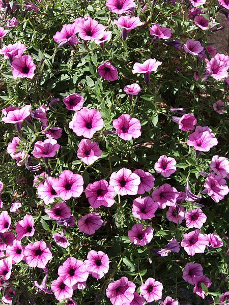 2. Petunia's