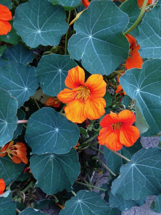 4. Tropaeolum majus