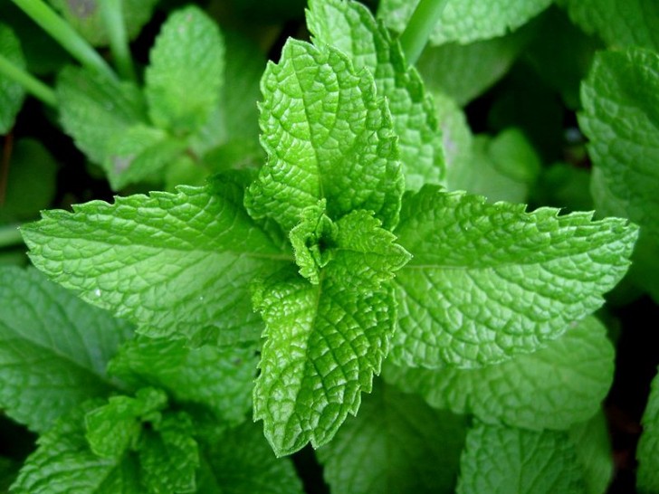 7. Menthe