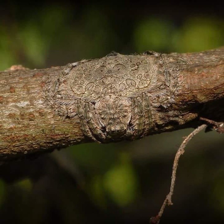 4. De "wrap-around" spin (Dolophones Conifera), een zeer bijzondere spinachtige die bekend staat om zijn vermogen om bomen te omhullen en zichzelf camoufleert