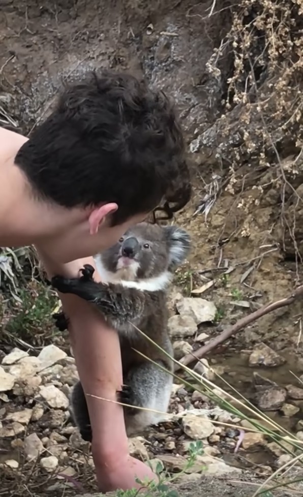 C'est une scène très tendre, dans laquelle le petit koala semble presque sourire au garçon, totalement incrédule d'avoir obtenu cette belle réaction de l'animal