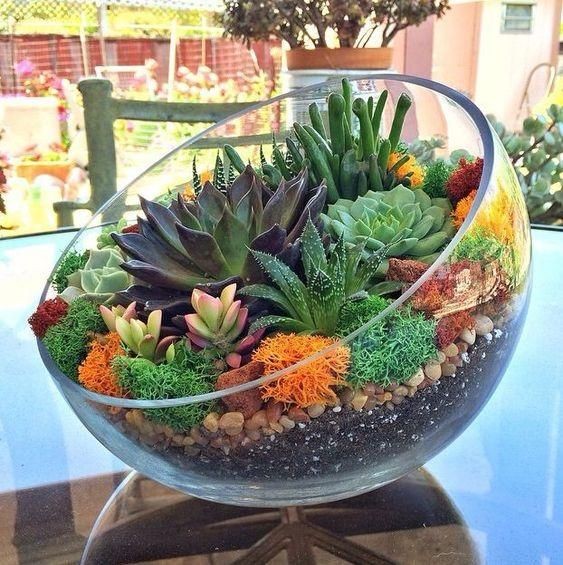 3. Un contenitore di vetro come questo è perfetto per mettere in mostra la bellezza di questi mini giardini