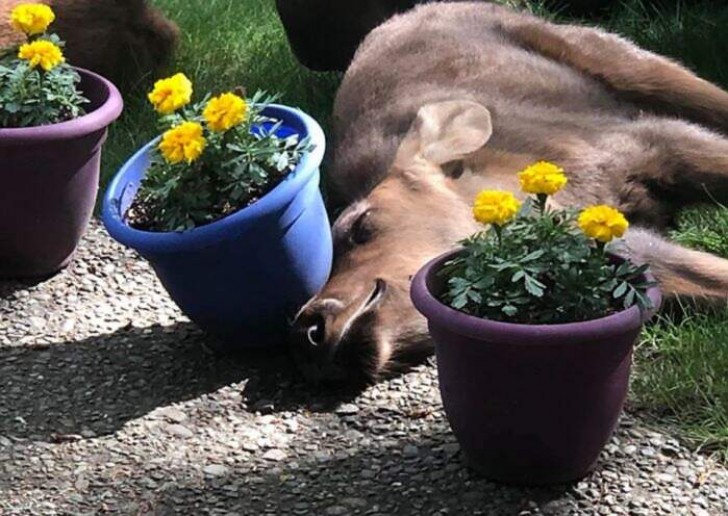 Na het kauwen en proeven van min of meer alles wat in de tuin van Roland aanwezig was, strekten de jongen zich uit in de zon... maar die bloempotjes zijn favoriet!