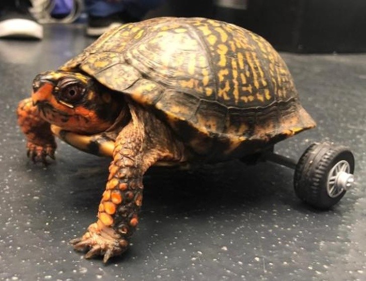 1. Esta tortuga ha perdido las patas traseras, entonces los médicos le han construido unas ruedas hechas especialmente para ella