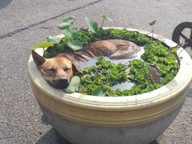 Un cane addormentato in vaso pieno d'acqua...è proprio dura quando fa caldo, eh!