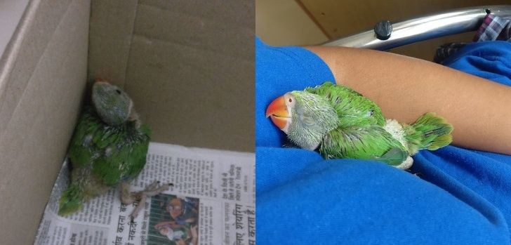 Deze papegaai wilde in het begin niet benaderd worden... nu wil hij niet anders dan te worden geaaid!