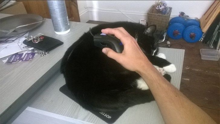 Zelfs een muismat kan in een comfortabele mand voor een kat veranderen zonder al te veel... pretenties!