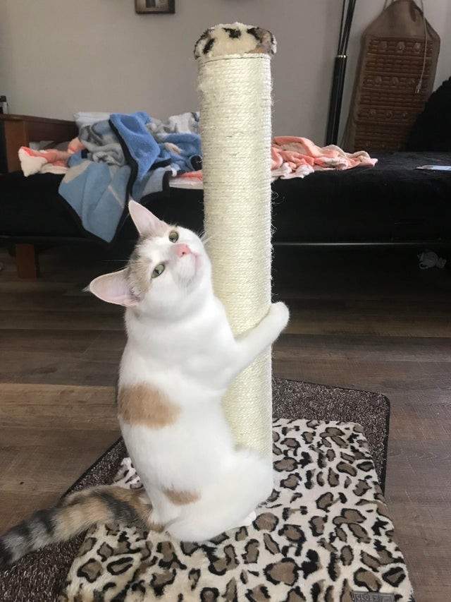 Ce n'est pas exactement l'usage approprié, mais apparemment ce chat aime faire du... pole dance !