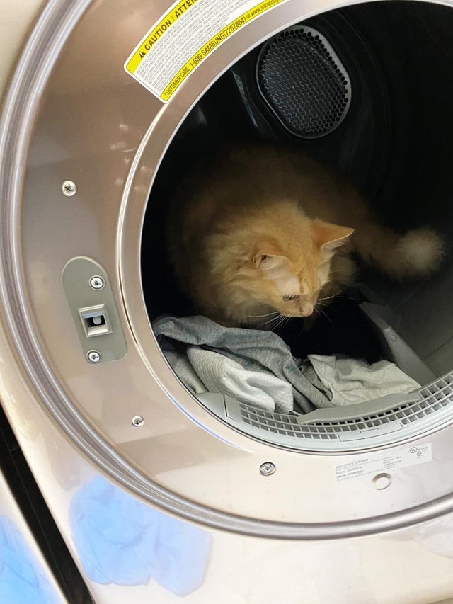 Mijn kat houdt ervan om een rondje te maken... in de wasautomaat!