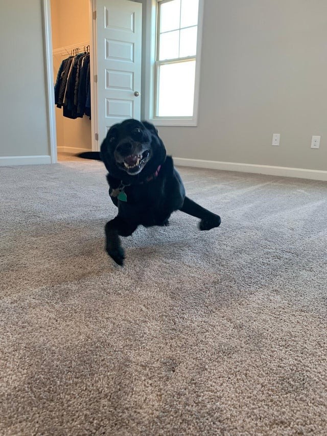 Der neue Teppich zu Hause? Der Hund scheint davon besonders begeistert zu sein!