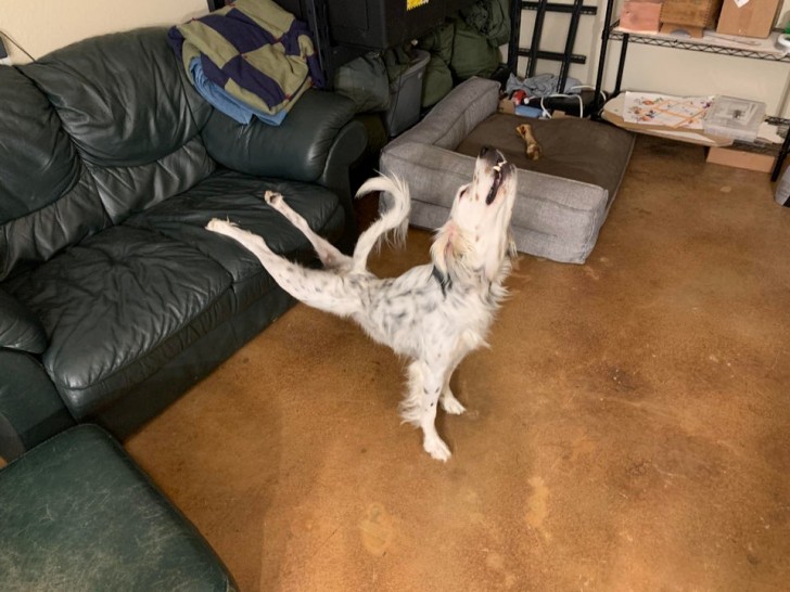Deze bijzondere yogapositie heet: Hond die zich uitstrekt!