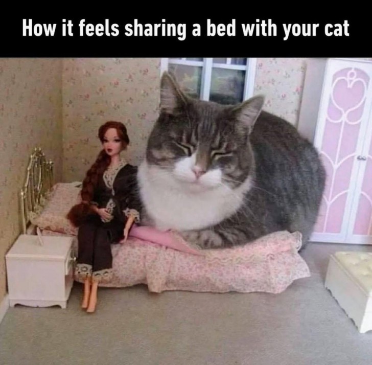 So fühlt es sich an, wenn Sie mit Ihrer Katze im Bett schlafen. Ist es nicht so?