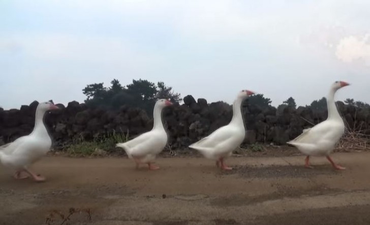 4 geese become "bodyguards" for an elderly woman: they follow her and protect her wherever she goes - 5