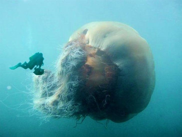 9. Aviez-vous déjà vu une méduse aussi grosse ?