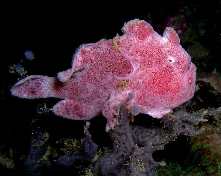 De voelsprietvis of frogfish is zo bijzonder dat hij van kleur verandert om zich aan te passen aan de omgeving