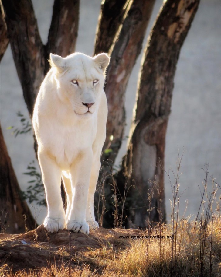 Deze prachtige albino leeuwin heet Tula en woont in Zuid-Afrika