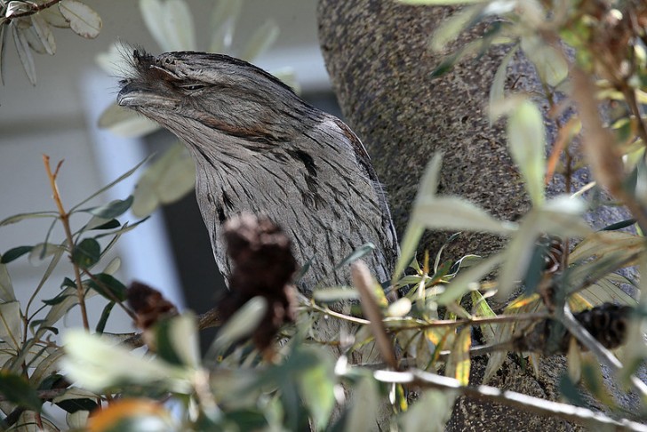 Le podarge australien est l'un des oiseaux les plus insaisissables, car son camouflage est très efficace