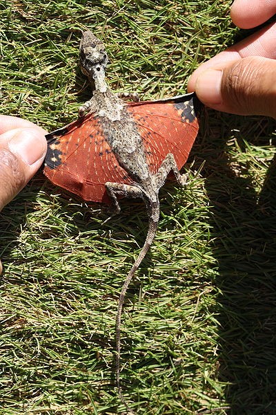 Il drago volante è una lucertola che usa le sue ali per sfuggire rapidamente ai predatori più grandi di lui, come i serpenti.