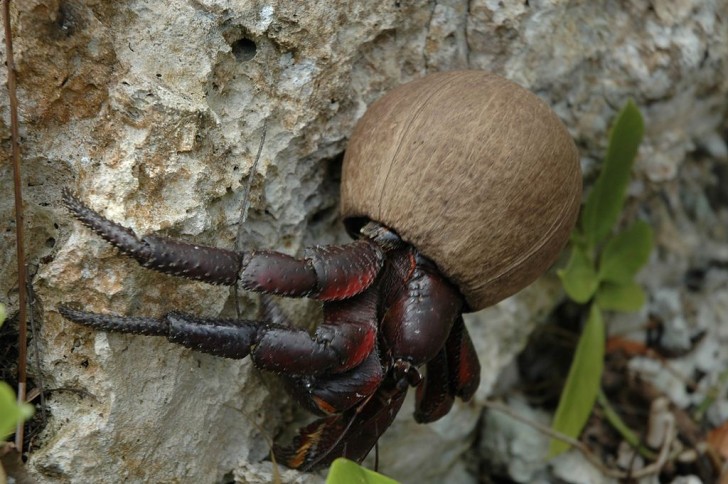 Le crabe des cocotiers est l'un des crustacés les plus curieux qui existent, et c'est aussi l'un des "ennemis jurés" des insectes qui nichent dans les arbres !
