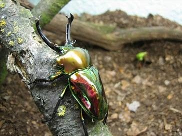 Lo scarabeo dorato sembra abbia un'armatura di metallo traslucido a proteggerlo da ogni pericolo