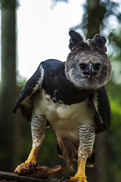 L'aquila arpia è così grande che, vista da lontano, potrebbe passare per un essere umano vivacemente mascherato!