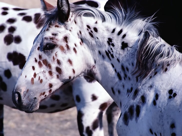 De Knabstrupper, of Deens paard, wordt gekenmerkt door zijn bijzondere gevlekte vacht waardoor het lijkt op een Dalmatiër