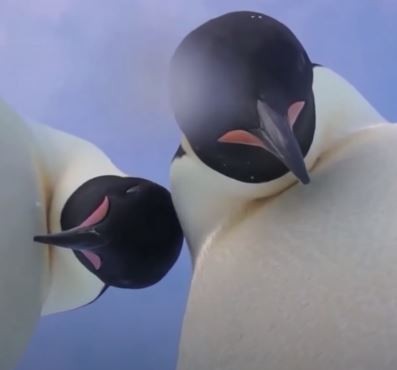 Antarktis: zwei Pinguine "knipsen" ein neugieriges Selfie aus der Kamera eines Forschers - 1