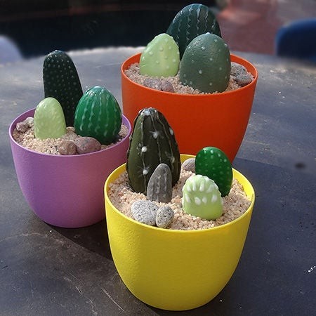 4. Simpatici cactus