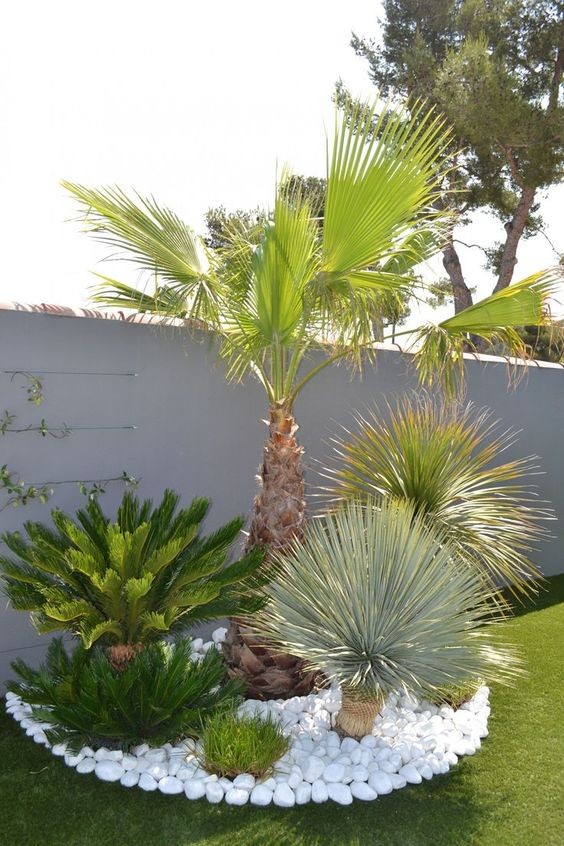1. Una mezzaluna in giardino disegnata con grandi sassi bianchi, e palme di varie altezze più una cycas