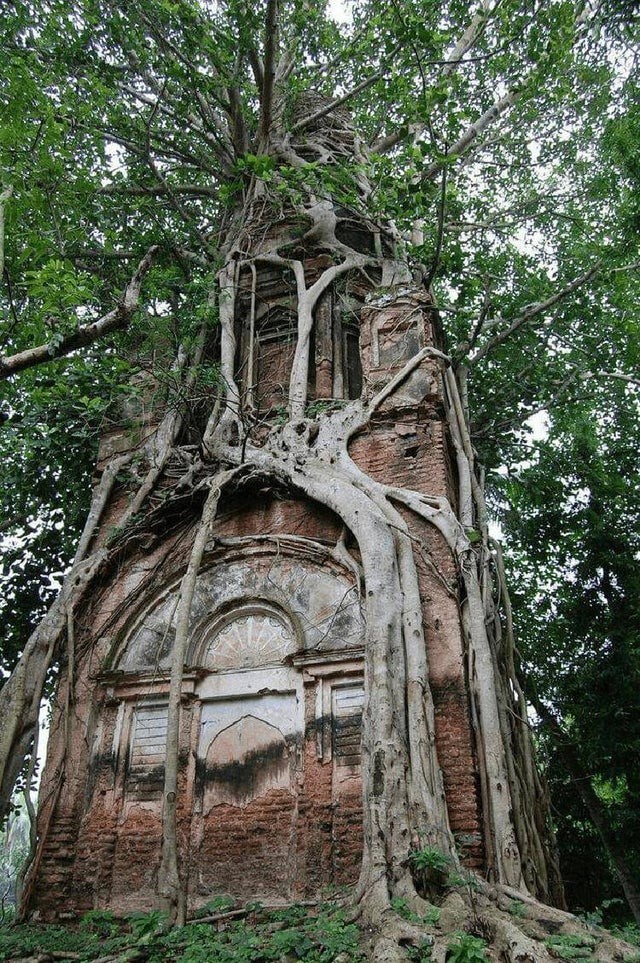 13. Ein Tempel in Bangladesch, der buchstäblich von der Vegetation "umarmt" wurde