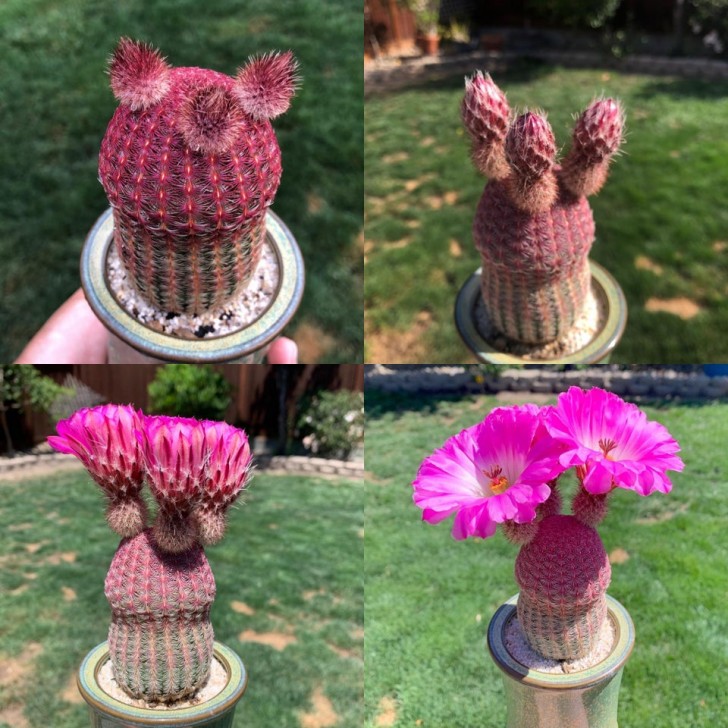 3. Ein Kaktus mit schönen leuchtenden Farben