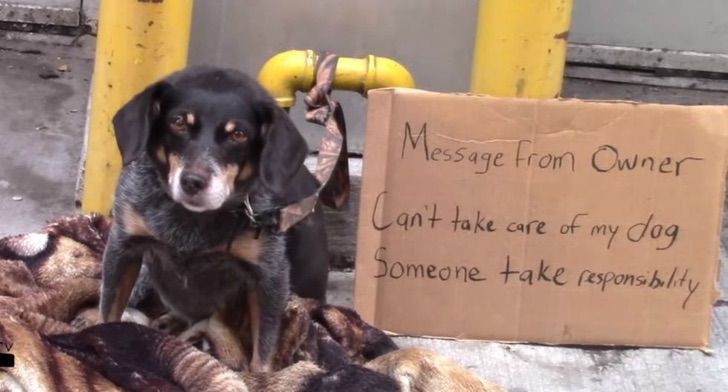 Sie wollten sehen, wer dem scheinbar ausgesetzten Hund hilft. Nur ein